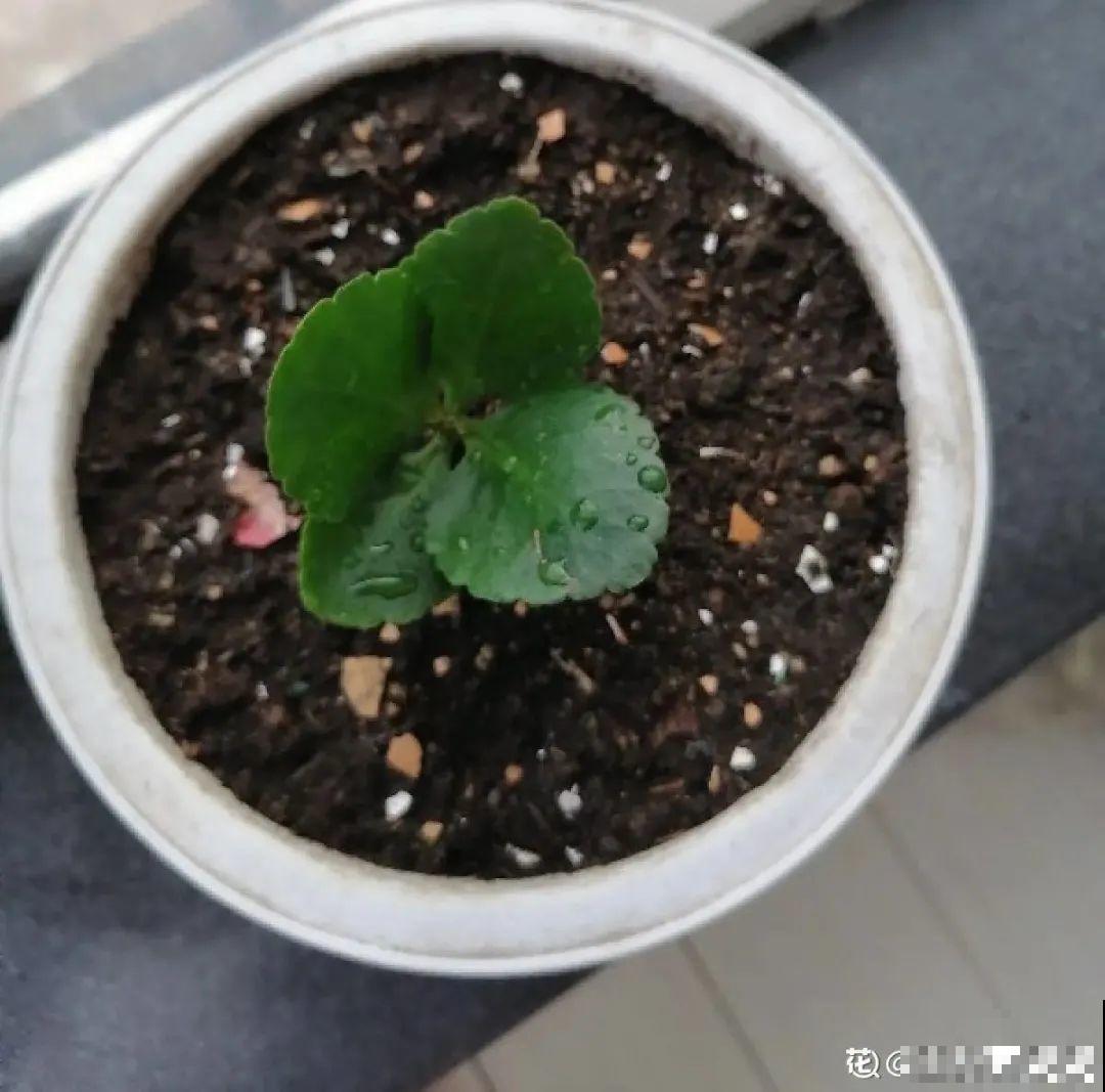 夏天看见气生根,赶紧剪下来,插土里就活 夏天看见气生根,赶紧剪下来,插土里就活