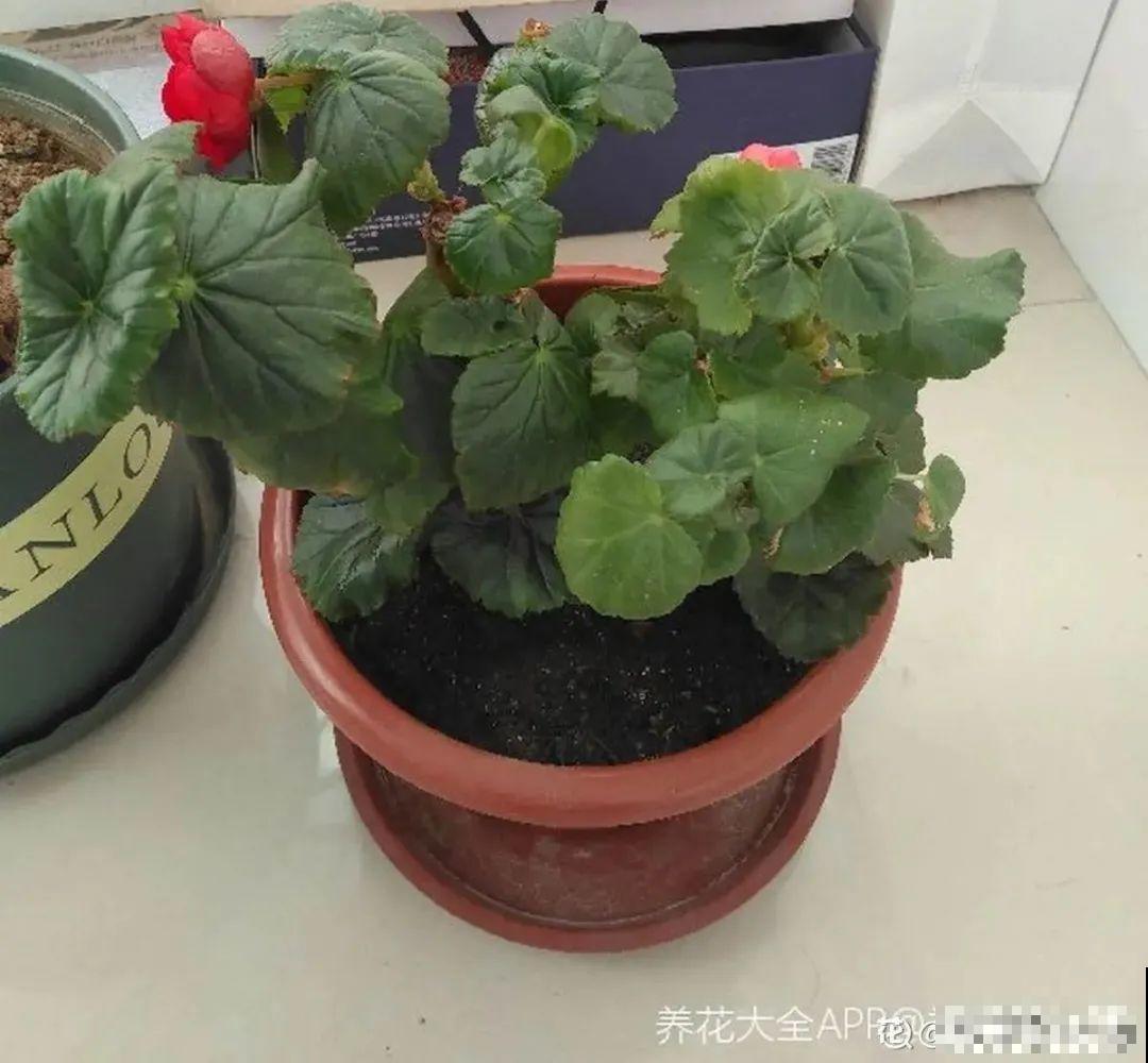 现在给花剪一刀,剪成一个“小平头”,呼呼冒芽爆盆 现在给花剪一刀,剪成一个“小平头”,呼呼冒芽爆盆