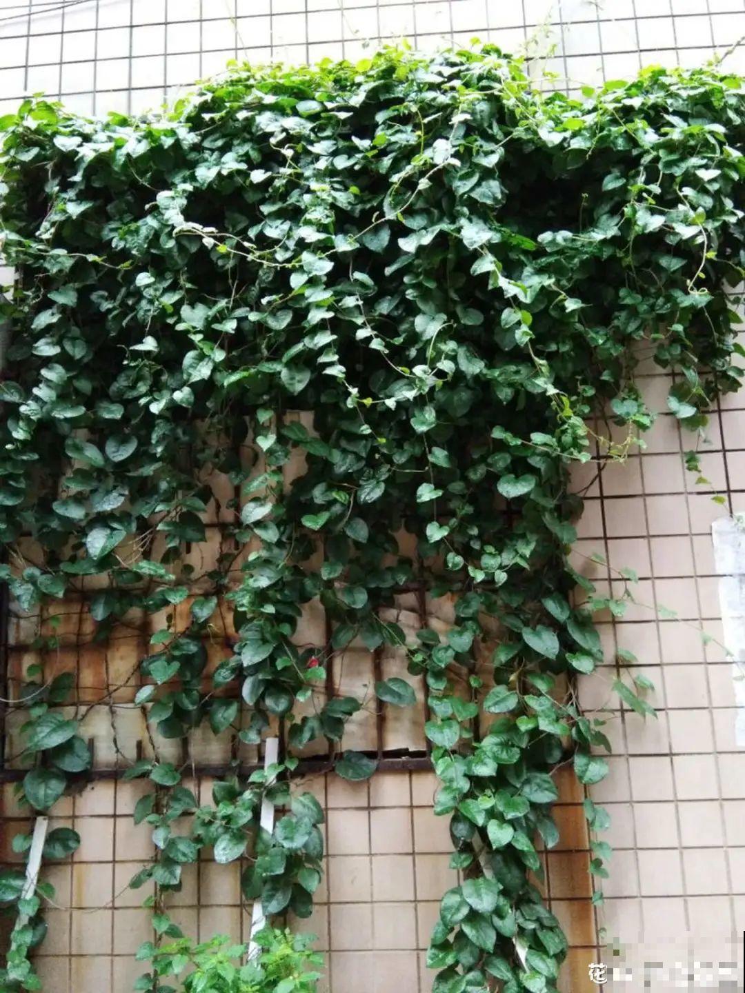 屋里养了“窗帘花”，遮阴效果好，屋里温度嗖嗖降