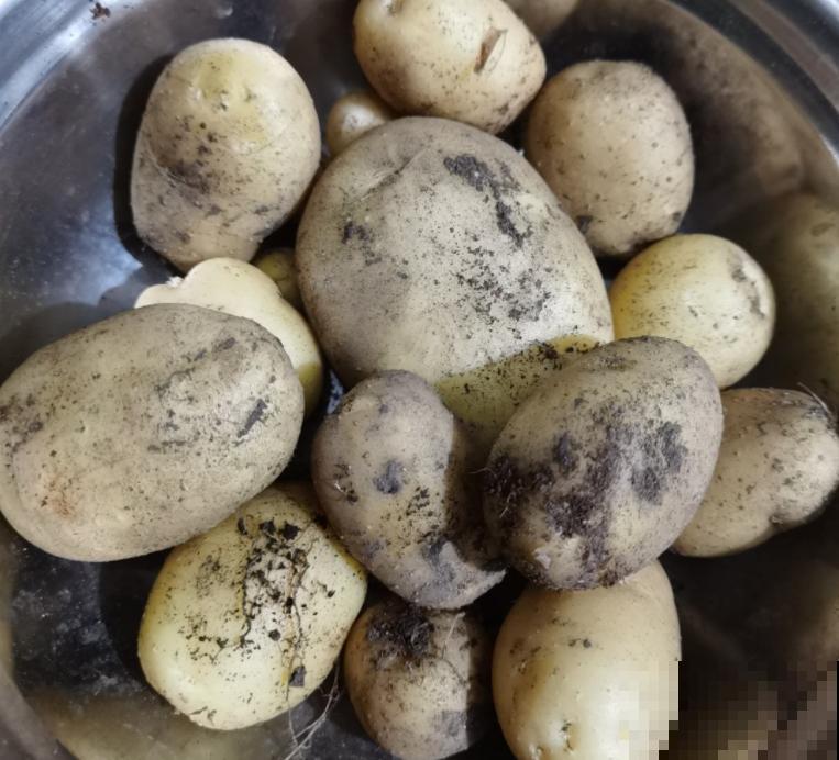 常见水果上市的季节,多吃应季蔬果,对身体有好处 常见水果上市的季节,多吃应季蔬果,对身体有好处