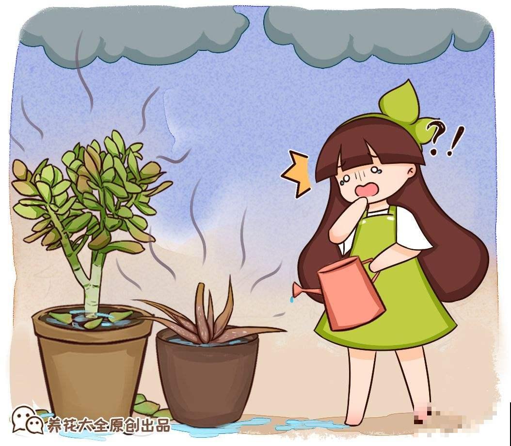 植物雨季没处躲，勤排水多打理，从此不怕下雨天