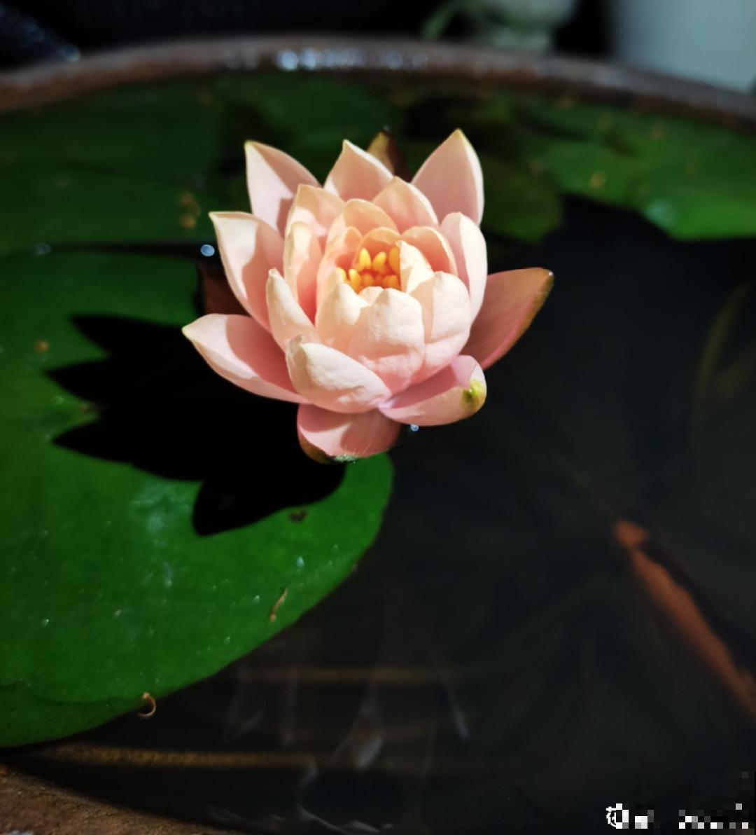 农村捡个大水缸，种点碗莲仙气十足，人见人爱