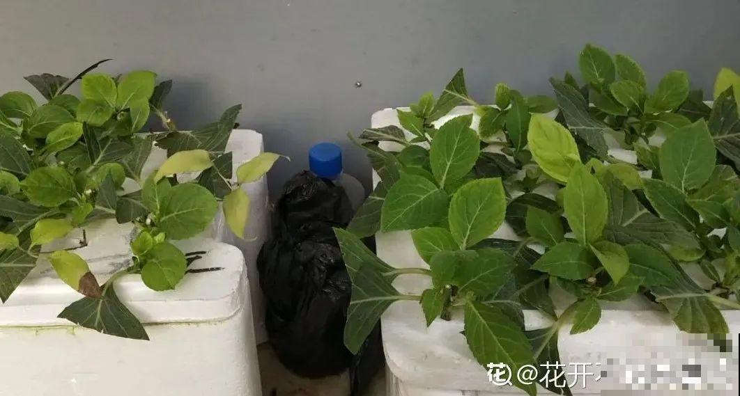 8种花，越热越扦插，大白根呼呼冒