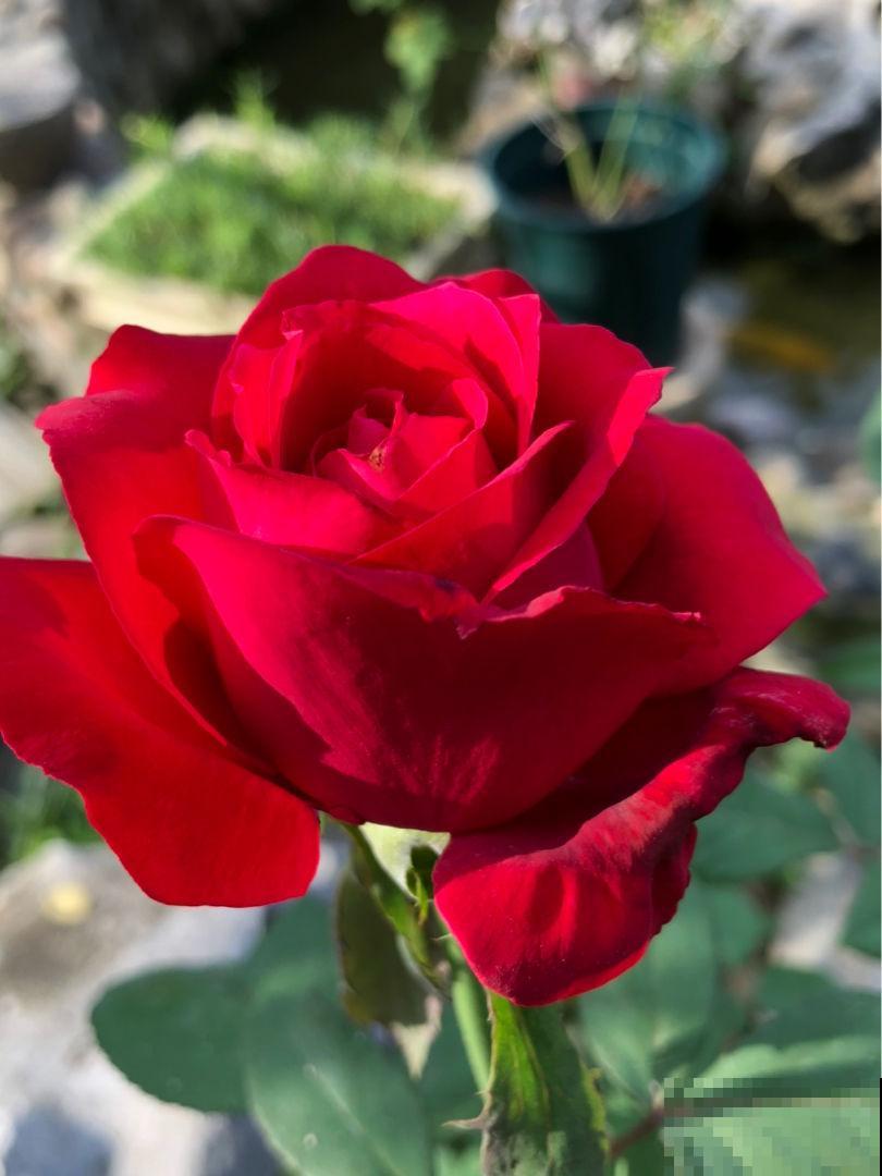 又是一年七夕，买玫瑰不如亲手养玫瑰，送给心爱的TA更有心意