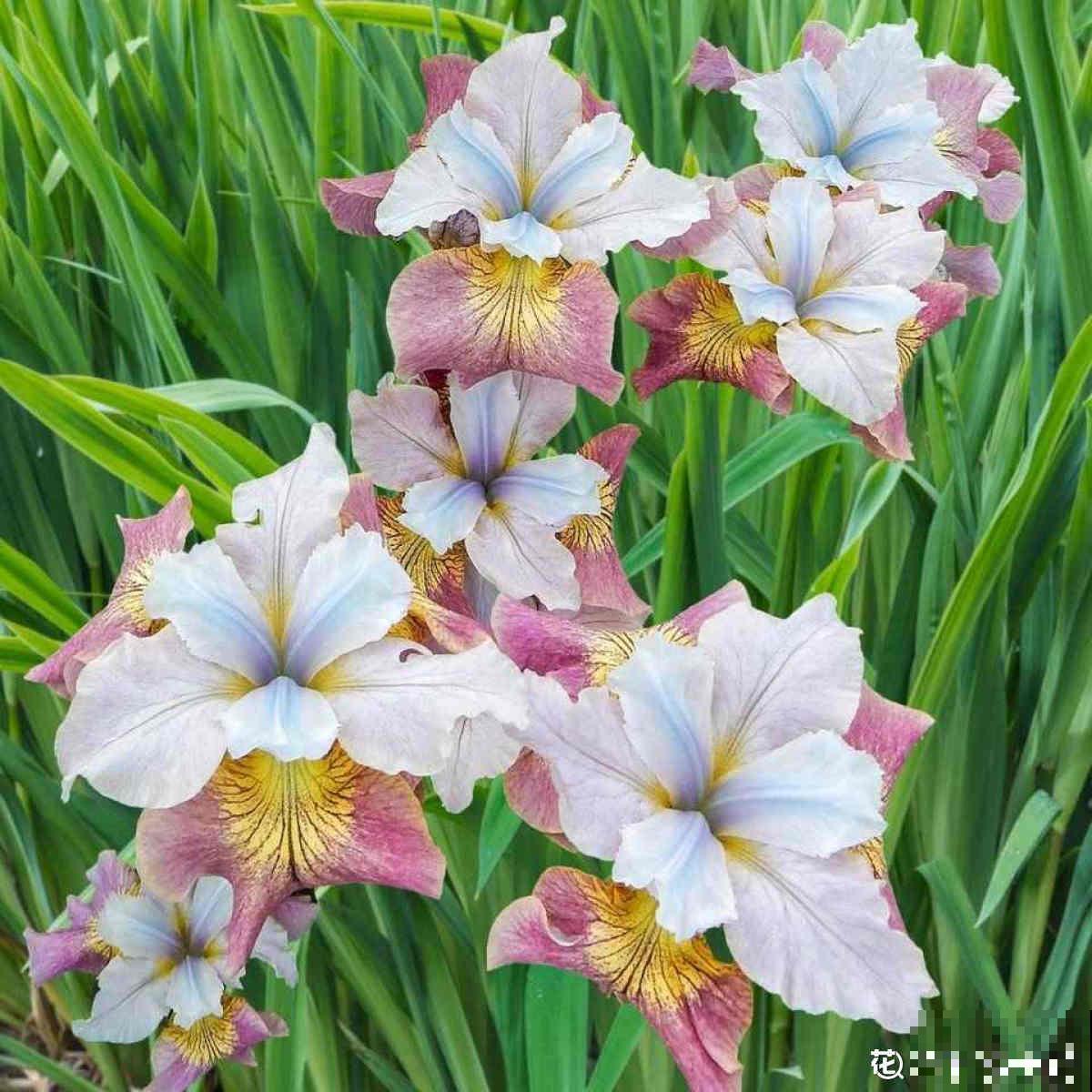 趁着秋天到，赶紧种上3种花，明天春天就能开花