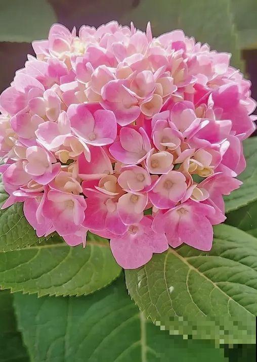 绣球花开花没动静，只差这两下修剪，就能让绣球花轻松爆盆！