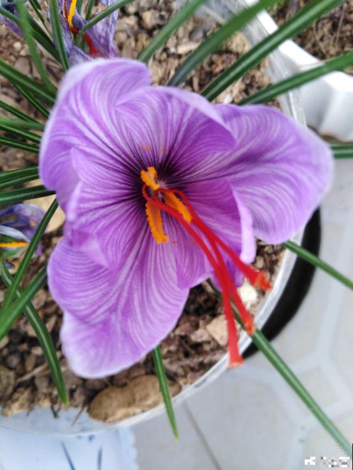 老中医爱养的60种植物，图文并茂特详细，种一盆养人养身心