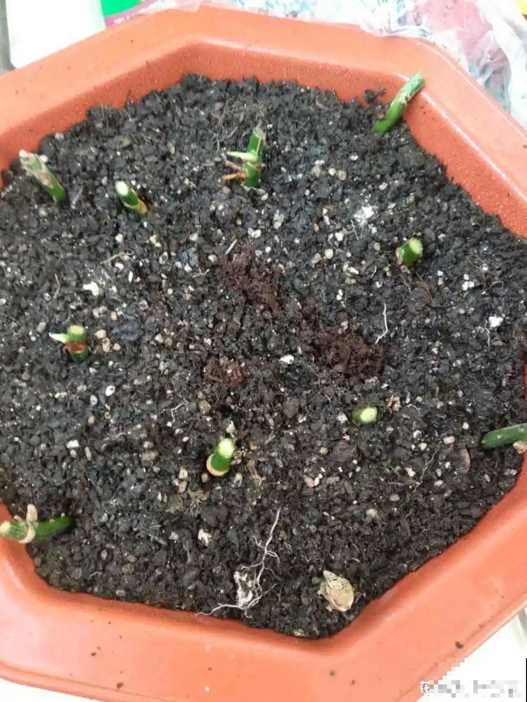 夏天看见气生根,赶紧剪下来,插土里就活 夏天看见气生根,赶紧剪下来,插土里就活