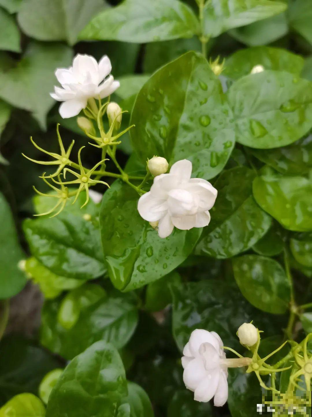 最爱淋雨的花,下雨天搬出去,长得更好 最爱淋雨的花,下雨天搬出去,长得更好