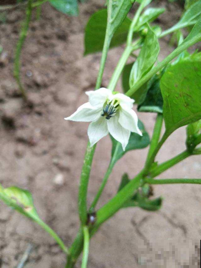 8种蔬菜花，农村人都认识，城里人基本不认识