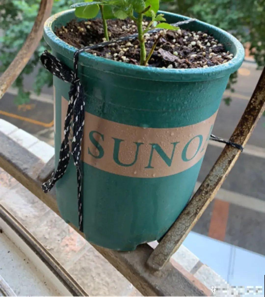 换盆时间到,换好后植物呼呼长,不换全年不开花 换盆时间到,换好后植物呼呼长,不换全年不开花