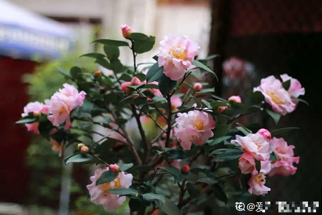 初秋8种花不能剪，轻则不开花，严重可能剩空盆