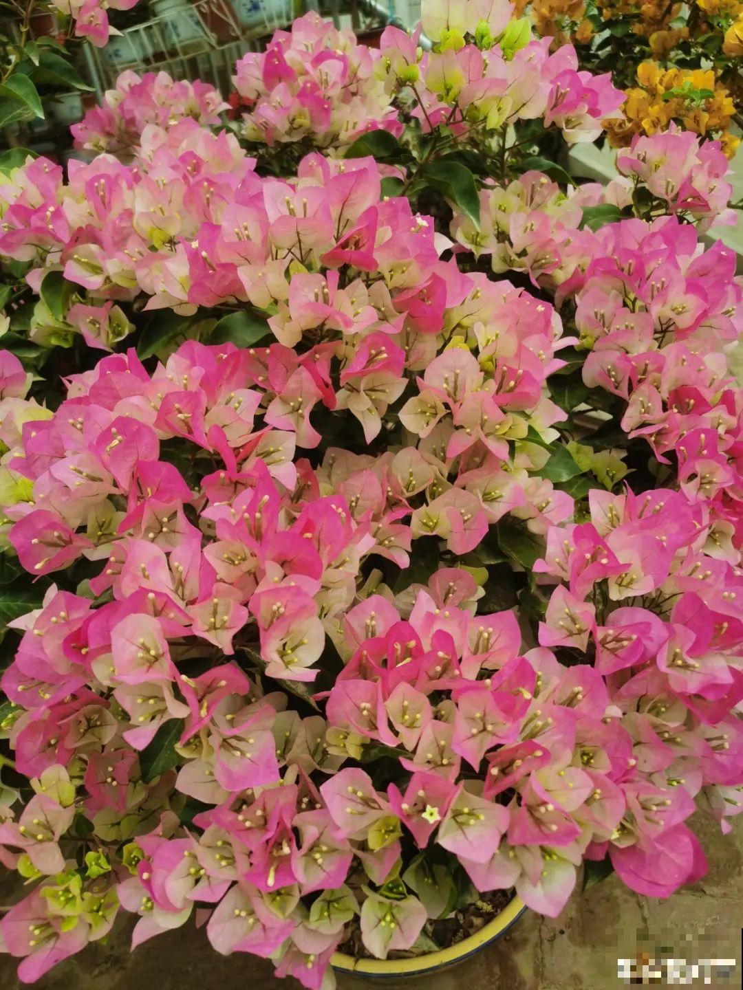 养花大神的爆花技巧，我给大家偷来了，赶紧学