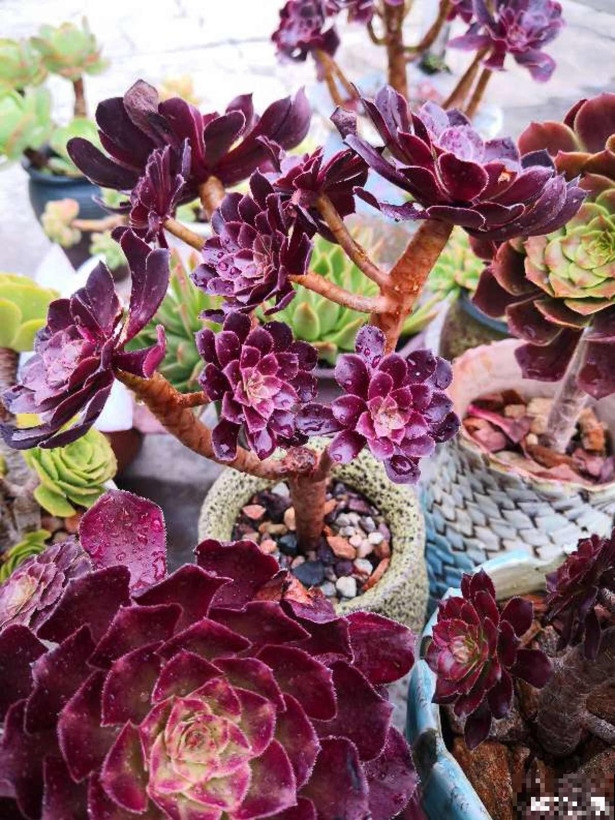 8种超美多肉,秋天抓住时机养,颜值高好养活 8种超美多肉,秋天抓住时机养,颜值高好养活