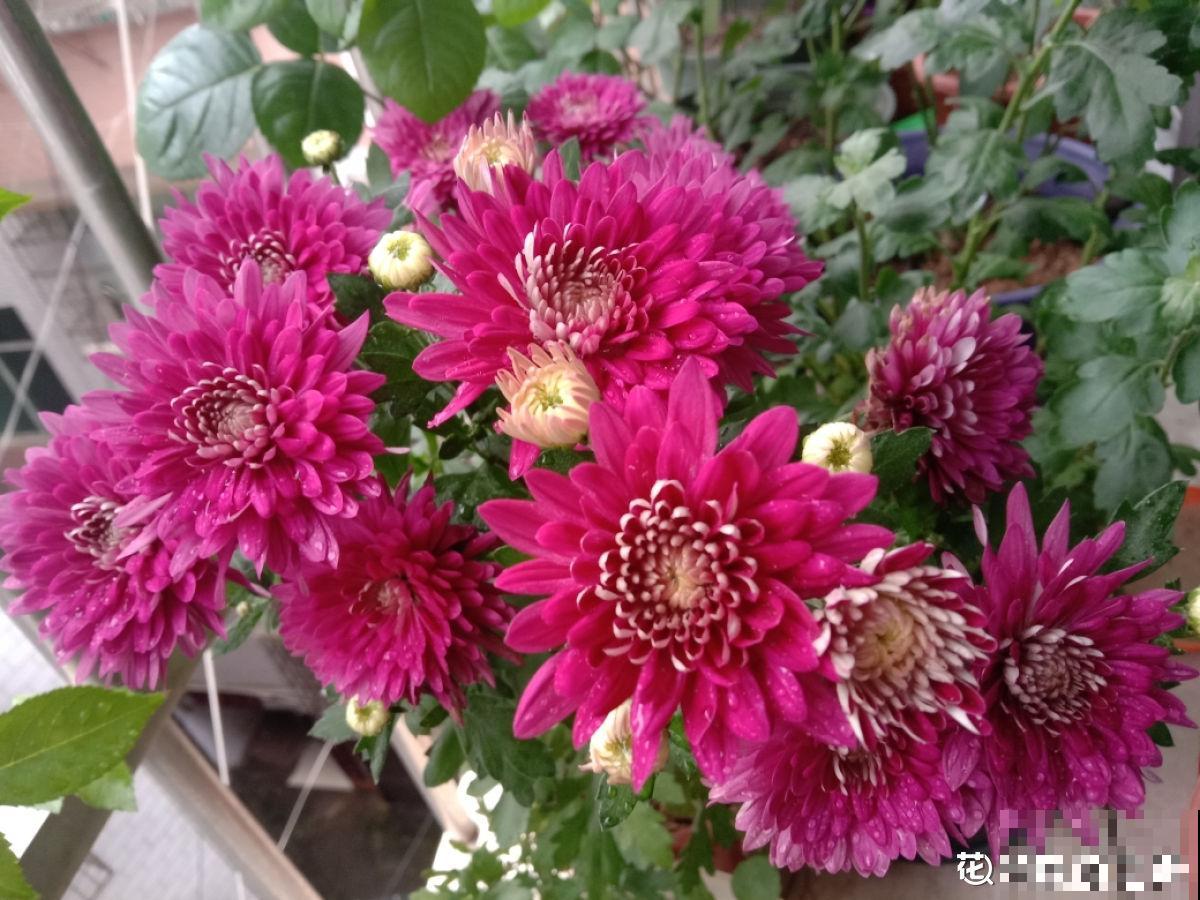 4种北方植物，养养就爆盆，在南方反而不易养好