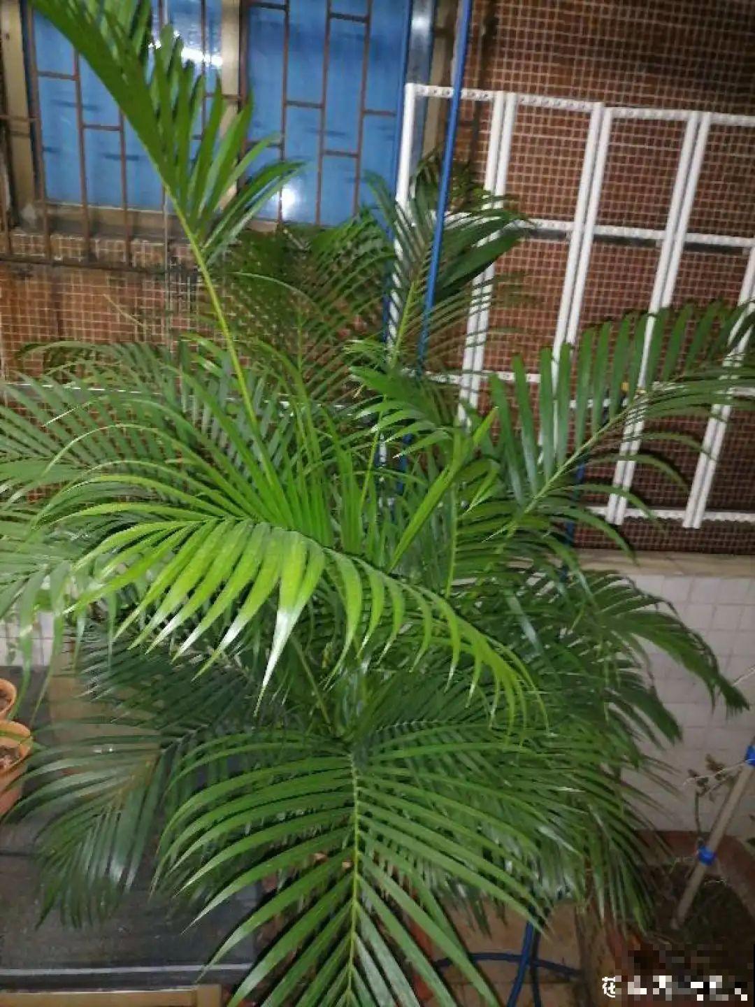 大叶子耐阴花，室内一定养，叶子比脸大，真凉快