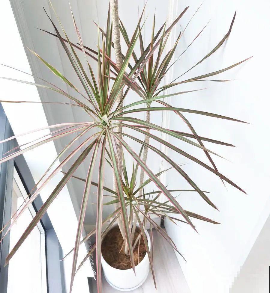 家里养8种花，独特有气质，还有满满安全感