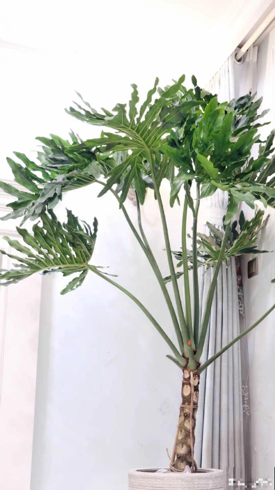 10种花,看着贵气有格调,实际价格很便宜 10种花,看着贵气有格调,实际价格很便宜