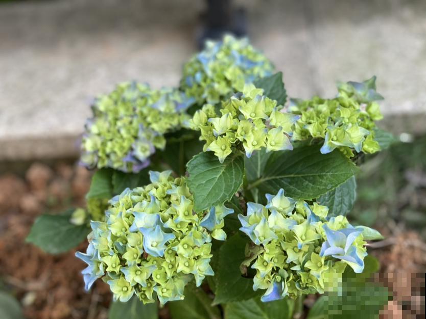 养绣球花不注意方法,难怪你的绣球花不爆盆! 养绣球花不注意方法,难怪你的绣球花不爆盆!