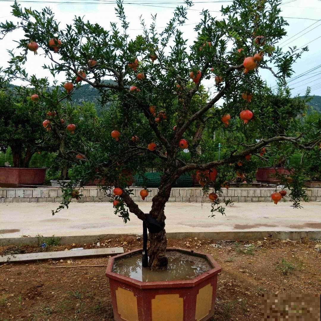 家有庭院,养好石榴盆栽,好运自然来 家有庭院,养好石榴盆栽,好运自然来