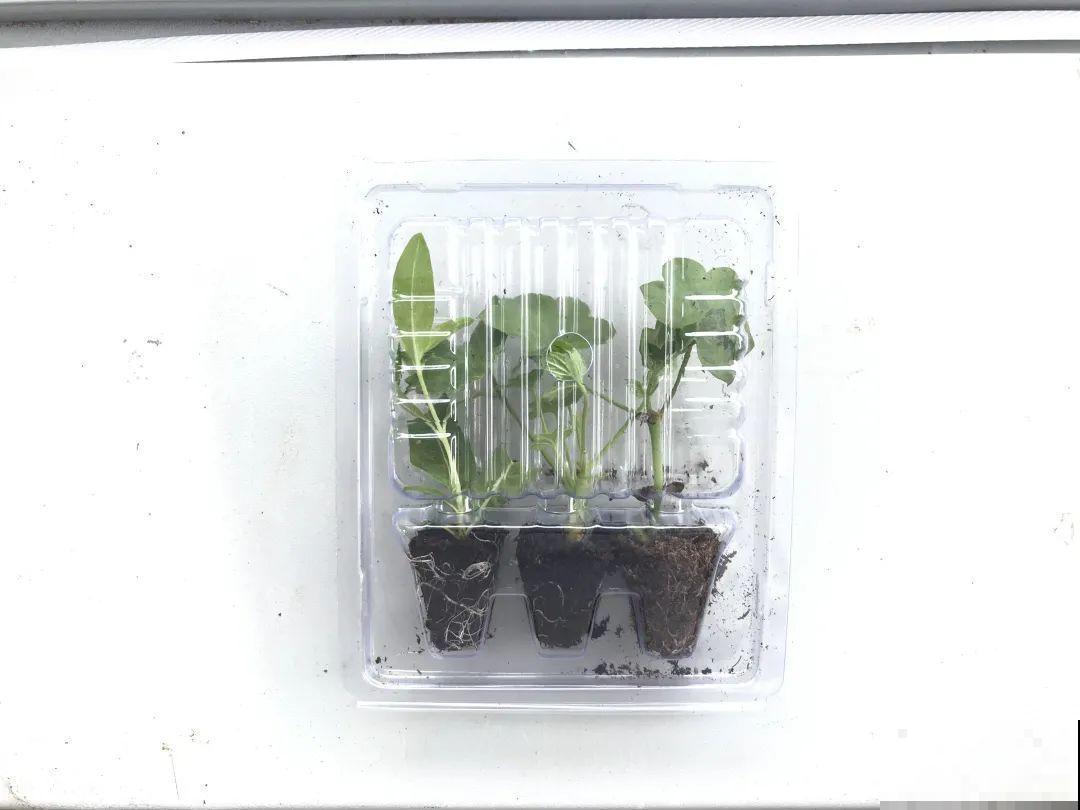 家里养盆千头菊,呼呼冒花苞,开成一个大花球! 家里养盆千头菊,呼呼冒花苞,开成一个大花球!