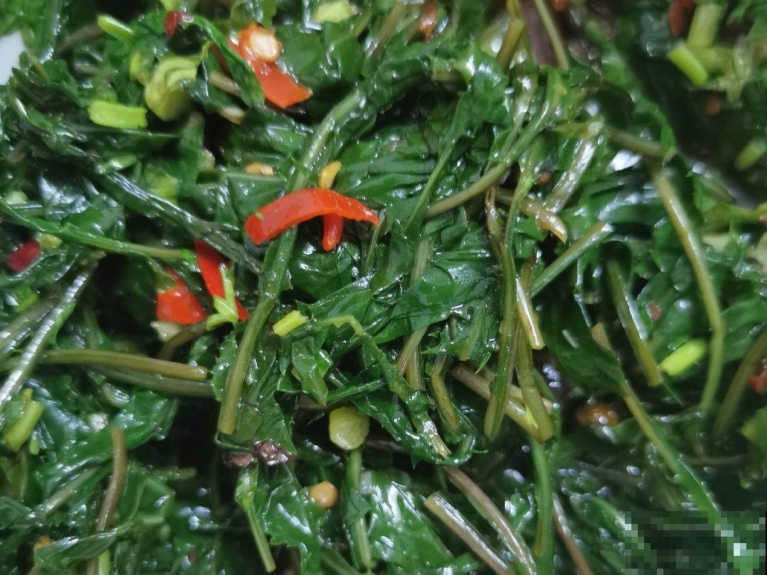 路边不起眼的草,种院子里用处大,还能清热降暑气 路边不起眼的草,种院子里用处大,还能清热降暑气