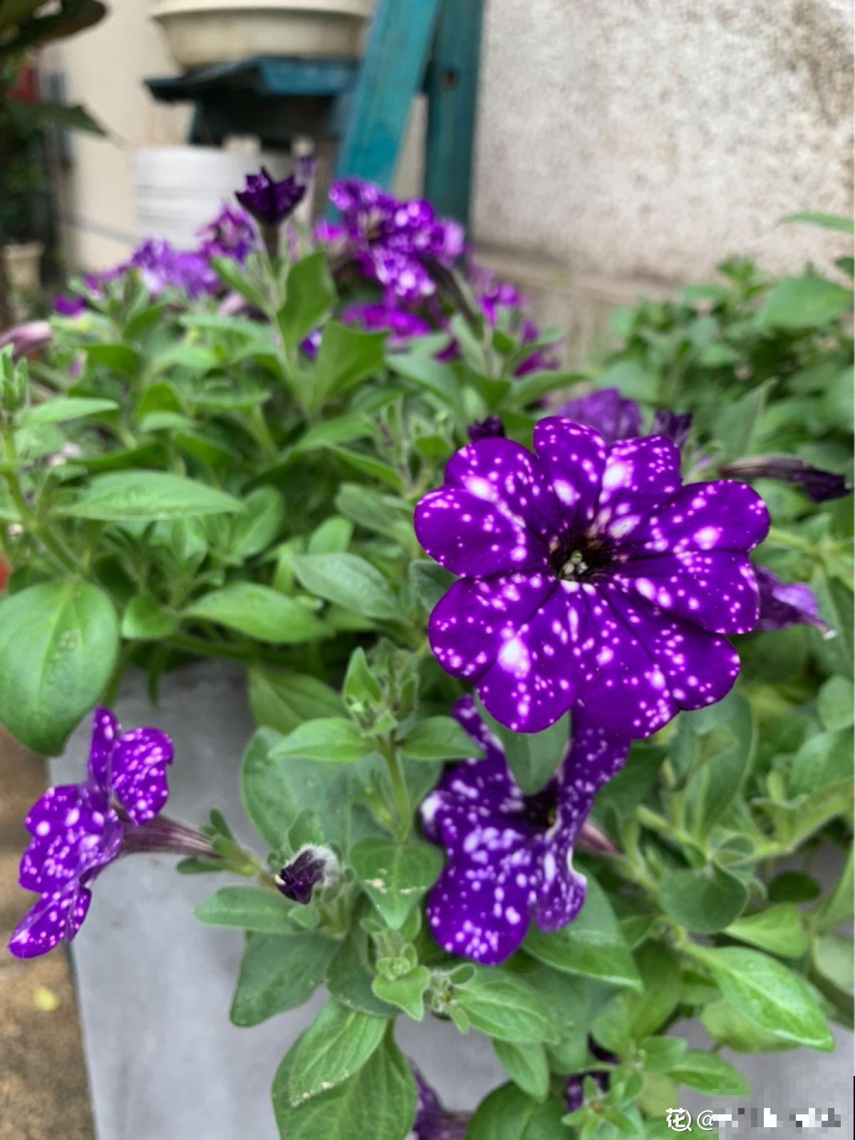 家庭首选矮牵牛，选择多多，每株都不同