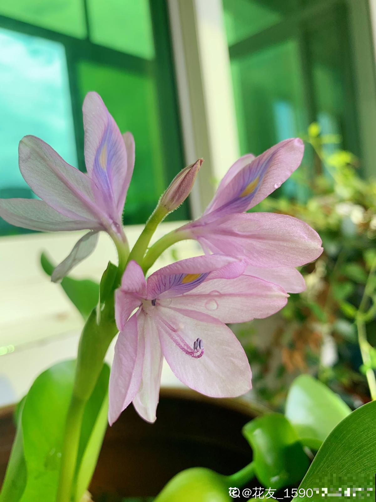 4种生物入侵植物，还是别养了，泛滥了容易惹麻烦