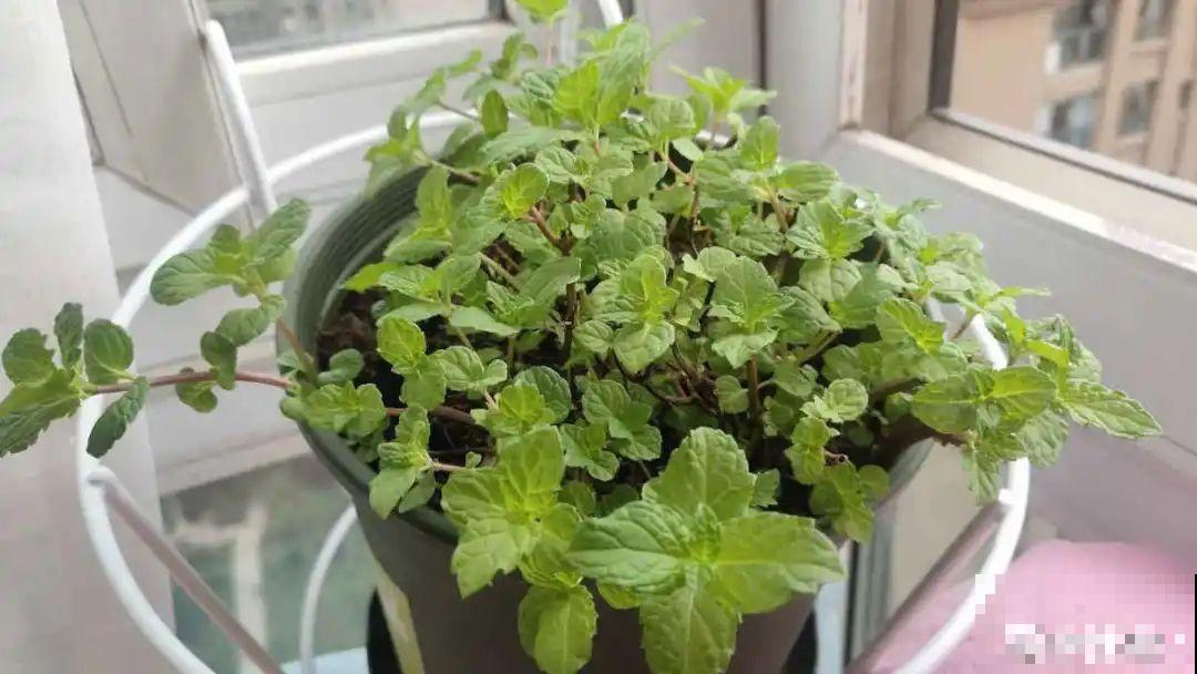 茉莉一长高就剪，别舍不得， 剪对了能快速复花