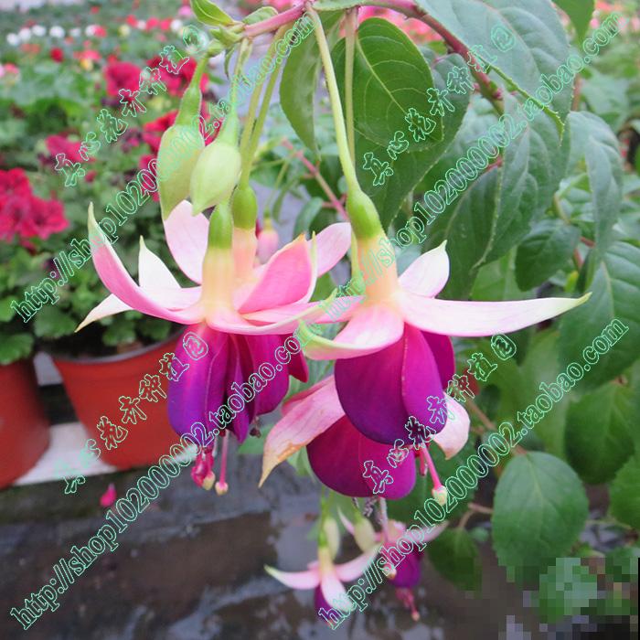 吊钟海棠夏天就是渡劫?注意温度,度夏并不难 吊钟海棠夏天就是渡劫?注意温度,度夏并不难