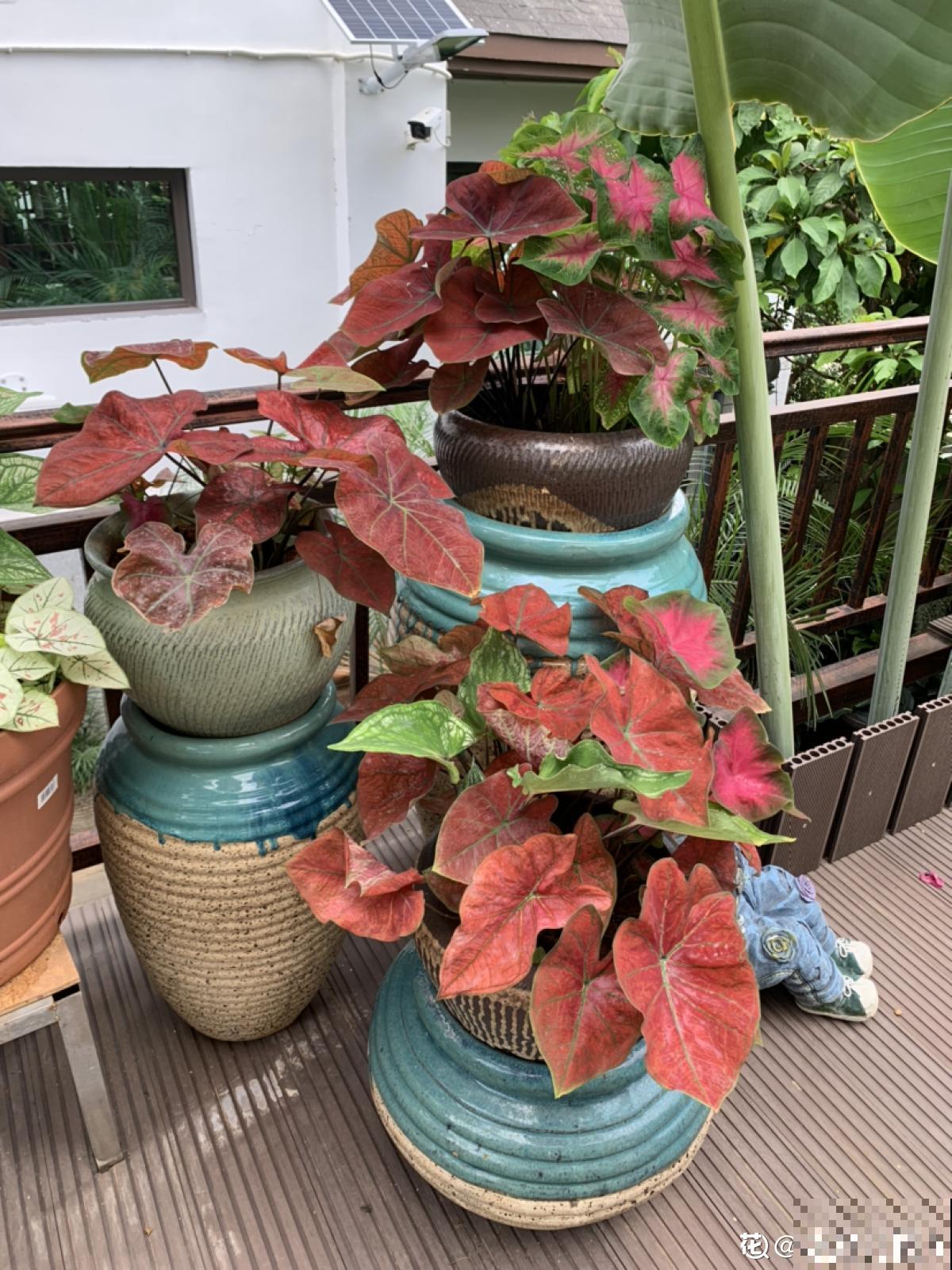 老两口花了一辈子积蓄,买了个郊区别墅养花,住了两年后悔了 老两口花了一辈子积蓄,买了个郊区别墅养花,住了两年后悔了