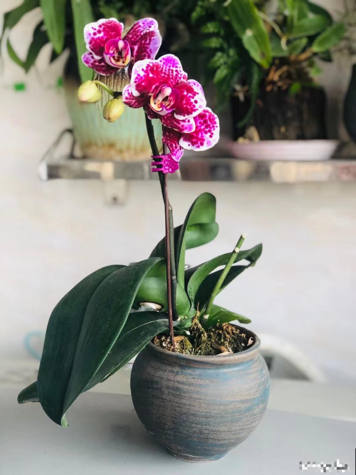 有7种花,冬天卖得最好,想度夏还要费点心 有7种花,冬天卖得最好,想度夏还要费点心