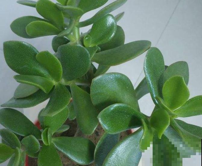 玉树软绵绵的怎么回事