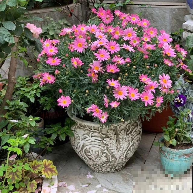 三伏天,8种花进入“鬼门关”,切莫大意 三伏天,8种花进入“鬼门关”,切莫大意