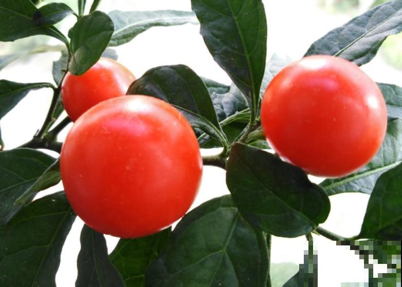 在家里养花一定要谨慎，尤其是这4种，汁液有毒养护要谨慎