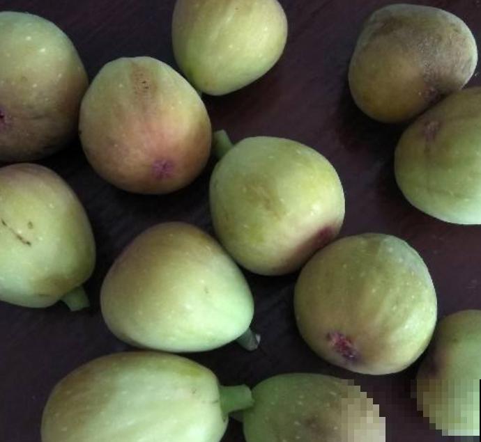 无花果一吃就上瘾，又软又甜，止咳润肺助消化！