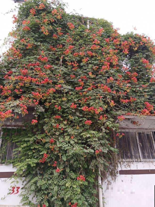 院子里养棵凌霄花,嗖嗖爬上墙,满枝条都是花 院子里养棵凌霄花,嗖嗖爬上墙,满枝条都是花
