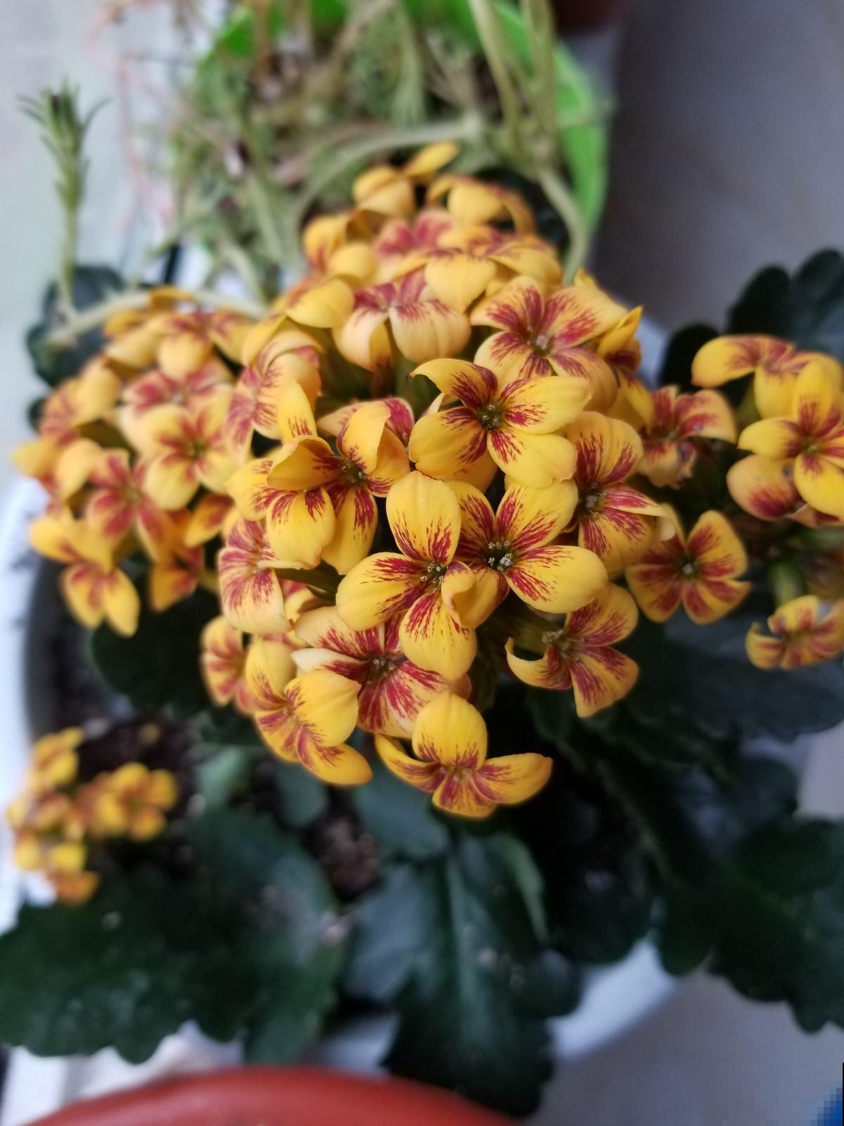 长寿花养护方法，这6点要注意，安稳度夏接着开花