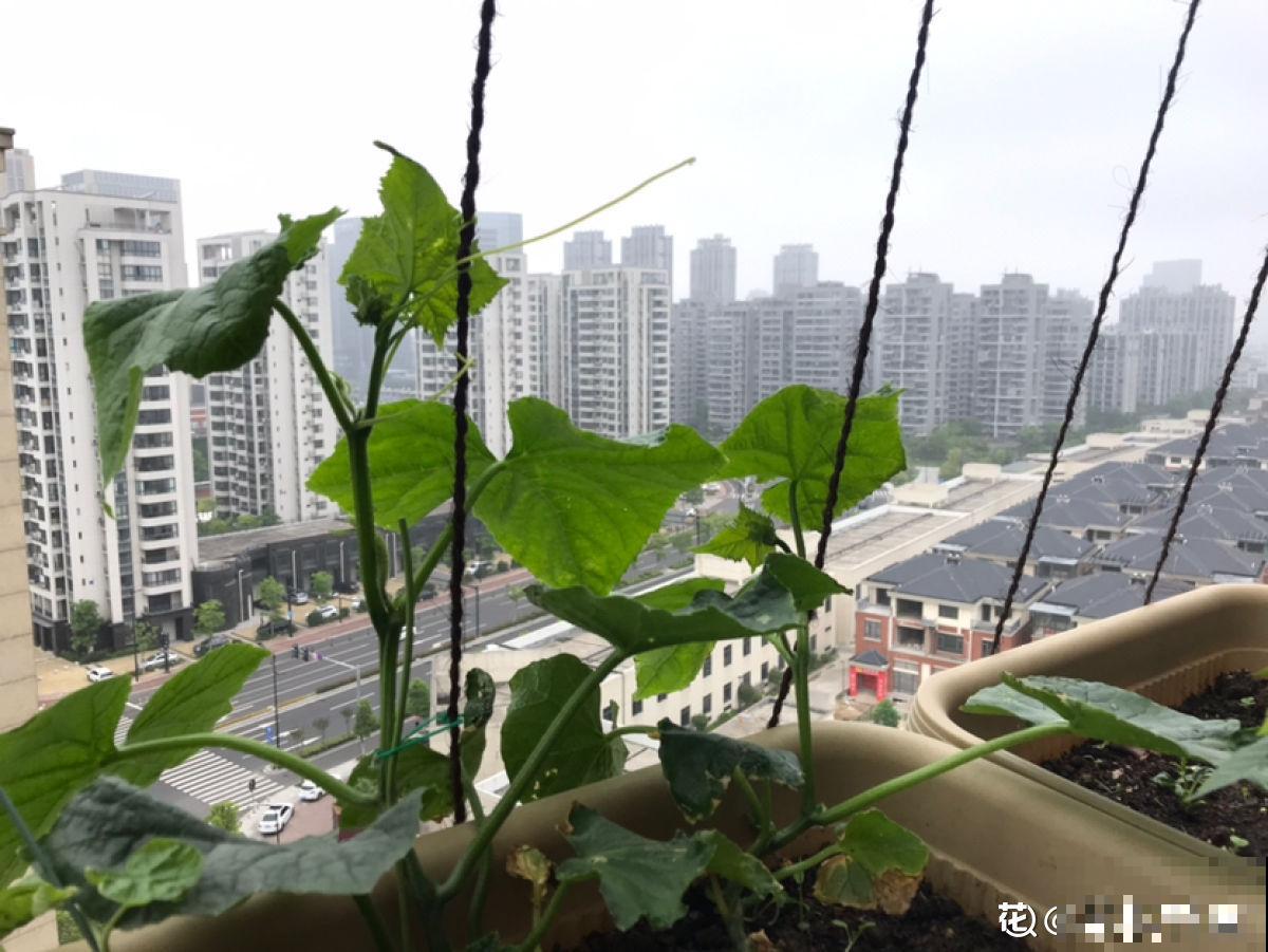 黄瓜养腻了，换一换水果黄瓜，养法相似，营养更高