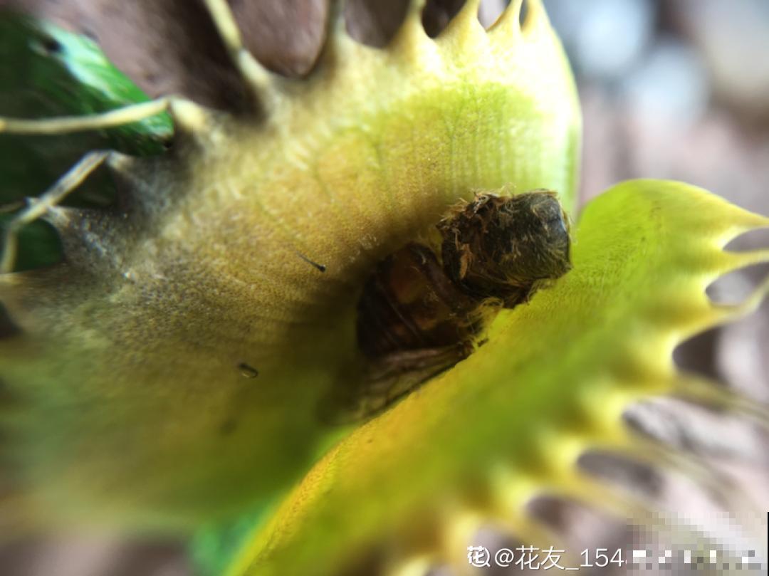 江西无蚊村,种满“驱蚊树”,一年四季没蚊子 江西无蚊村,种满“驱蚊树”,一年四季没蚊子