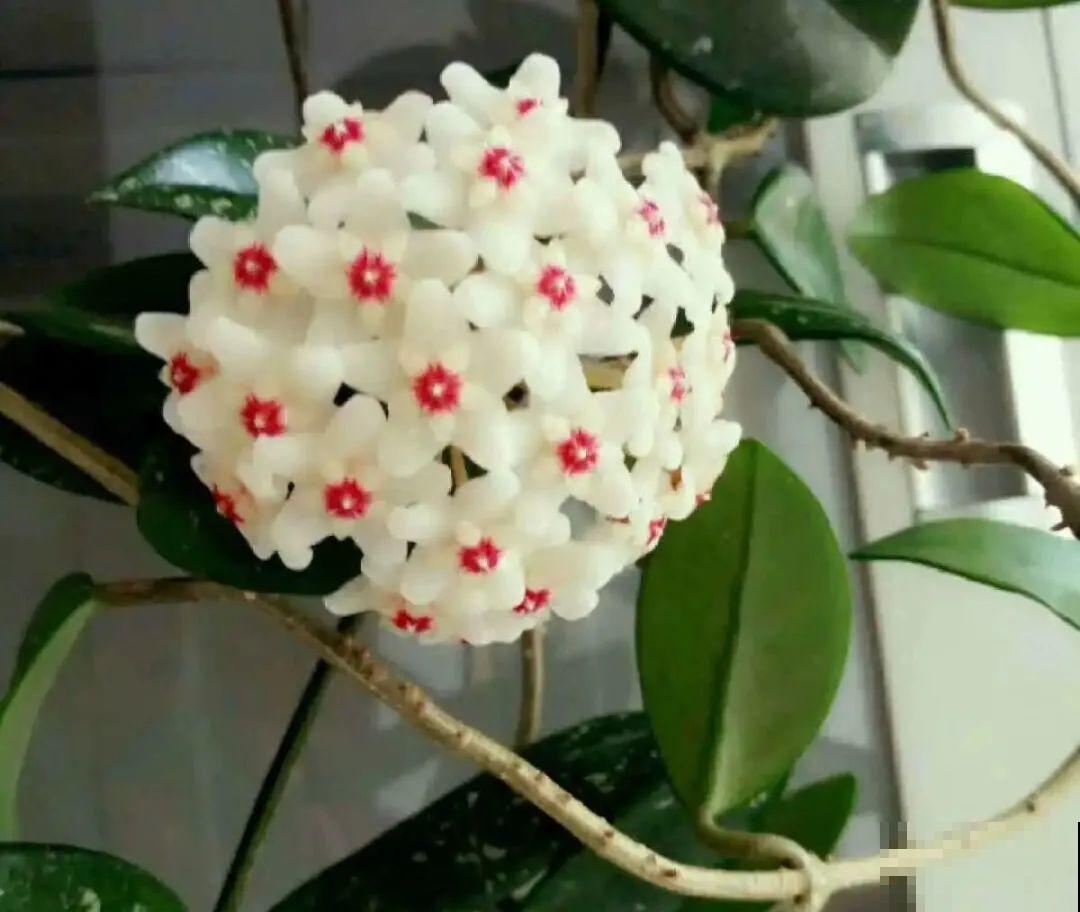 三角梅剪 一剪，搬出去晒晒，呼呼爆花