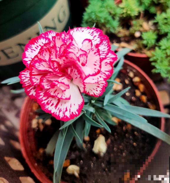 80种常见植物图解，出门识花不求人，倍儿有面子