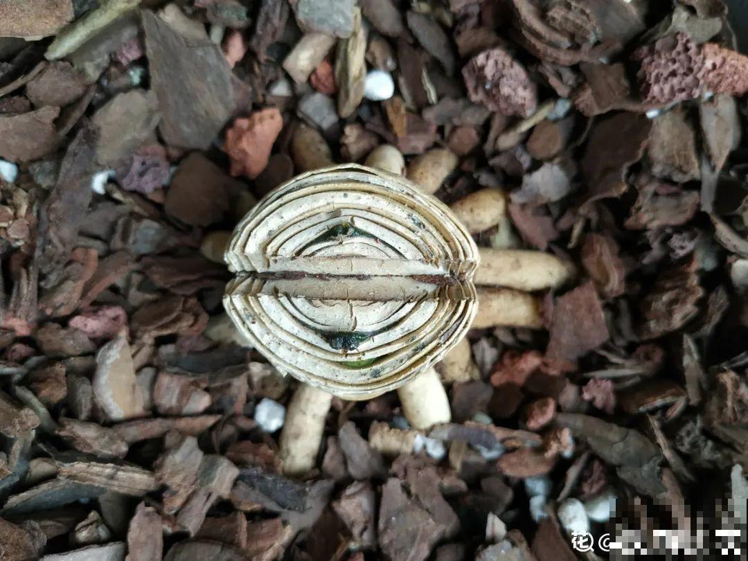 6种花夏天难养，贴土面砍一刀，新芽呼呼冒