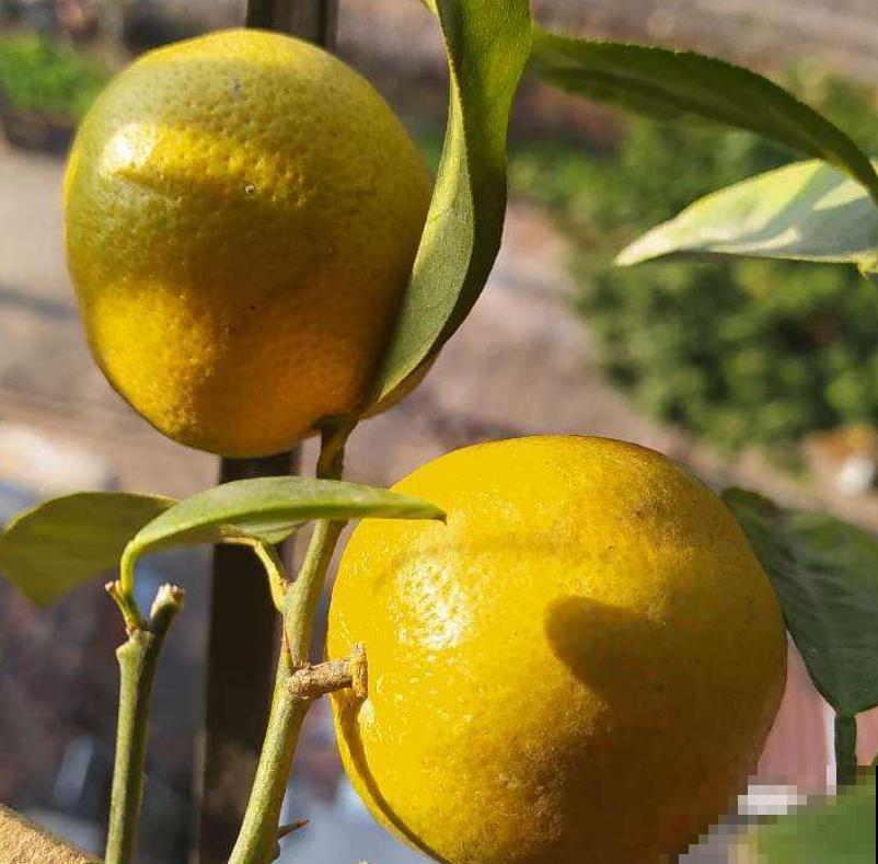 夏季水果丰富，适当多吃这4种，补充维C水分充足