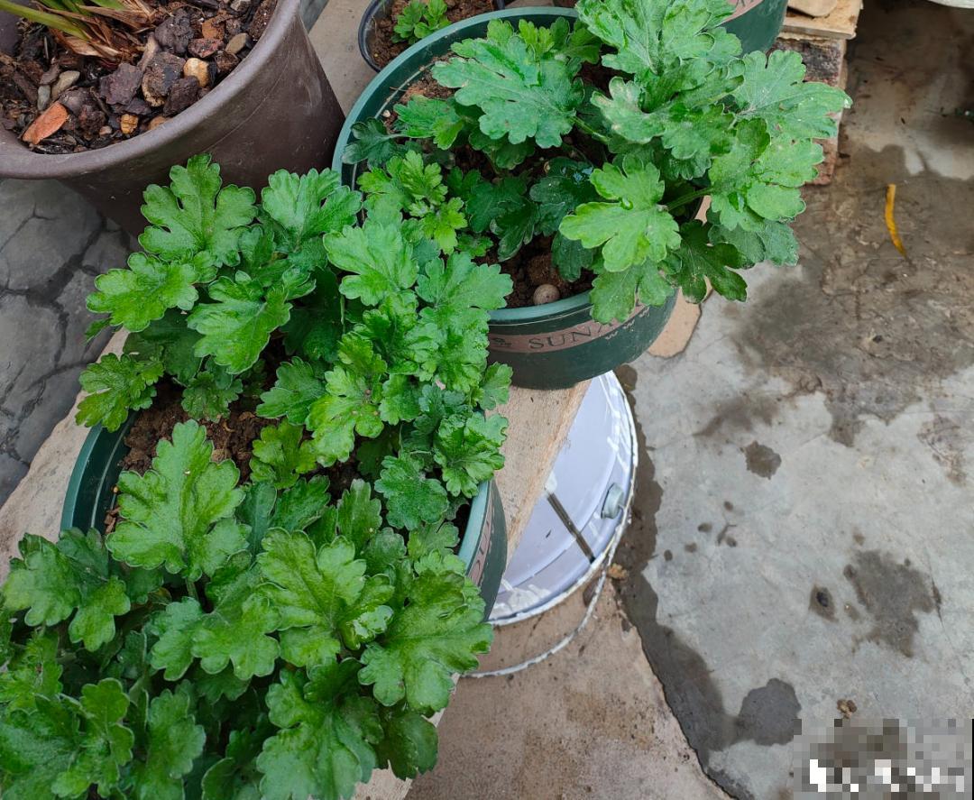 9个开花劳模，施肥不能停，不然越养越差劲