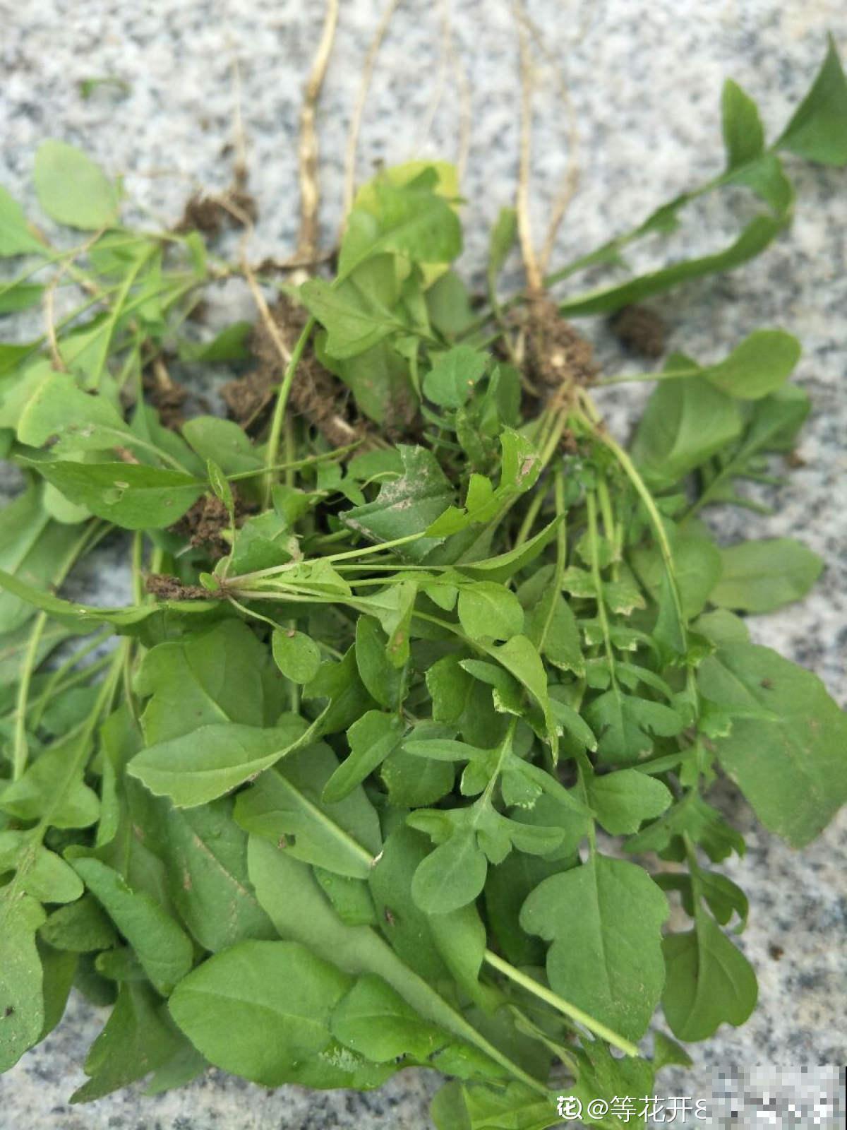 老中医爱养的60种植物，图文并茂特详细，种一盆养人养身心