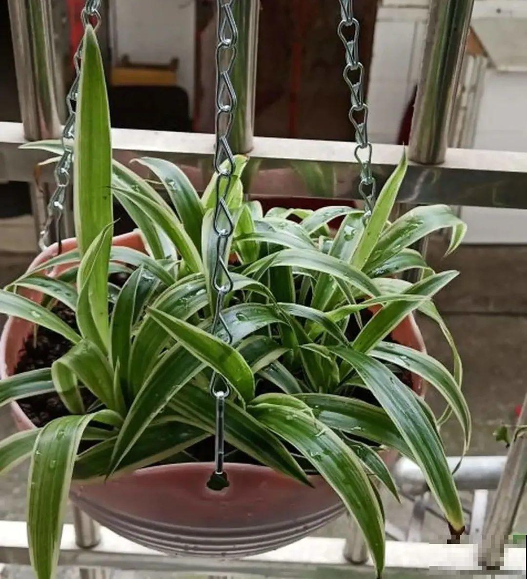 夏天看见气生根,赶紧剪下来,插土里就活 夏天看见气生根,赶紧剪下来,插土里就活