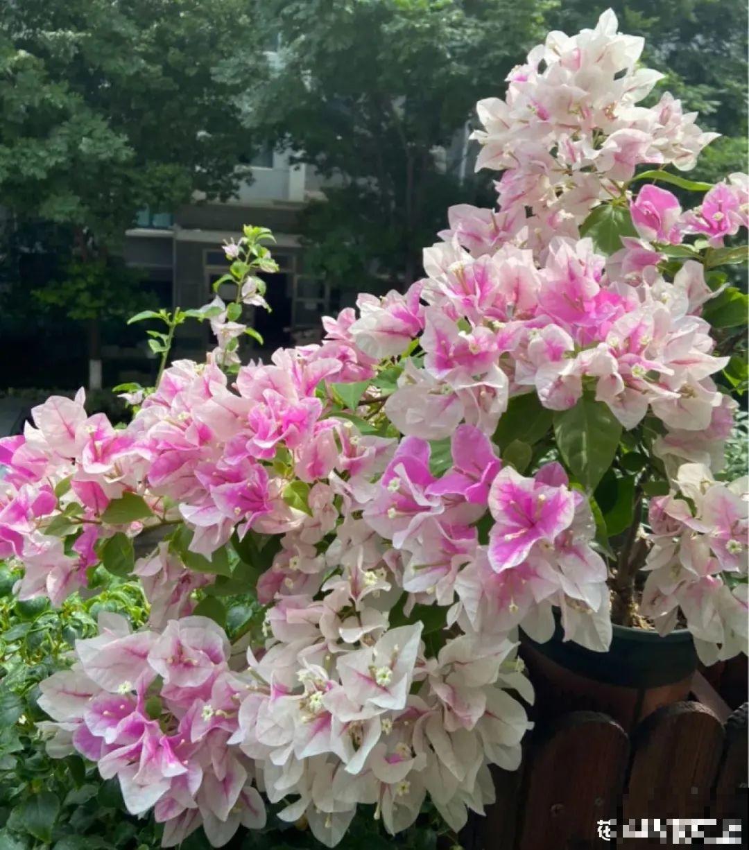 养了30年的玉树,扦插开出9色花,快来沾沾喜气 养了30年的玉树,扦插开出9色花,快来沾沾喜气