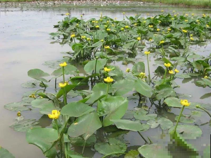 路边野花别乱采，采了有麻烦，再好看也别碰