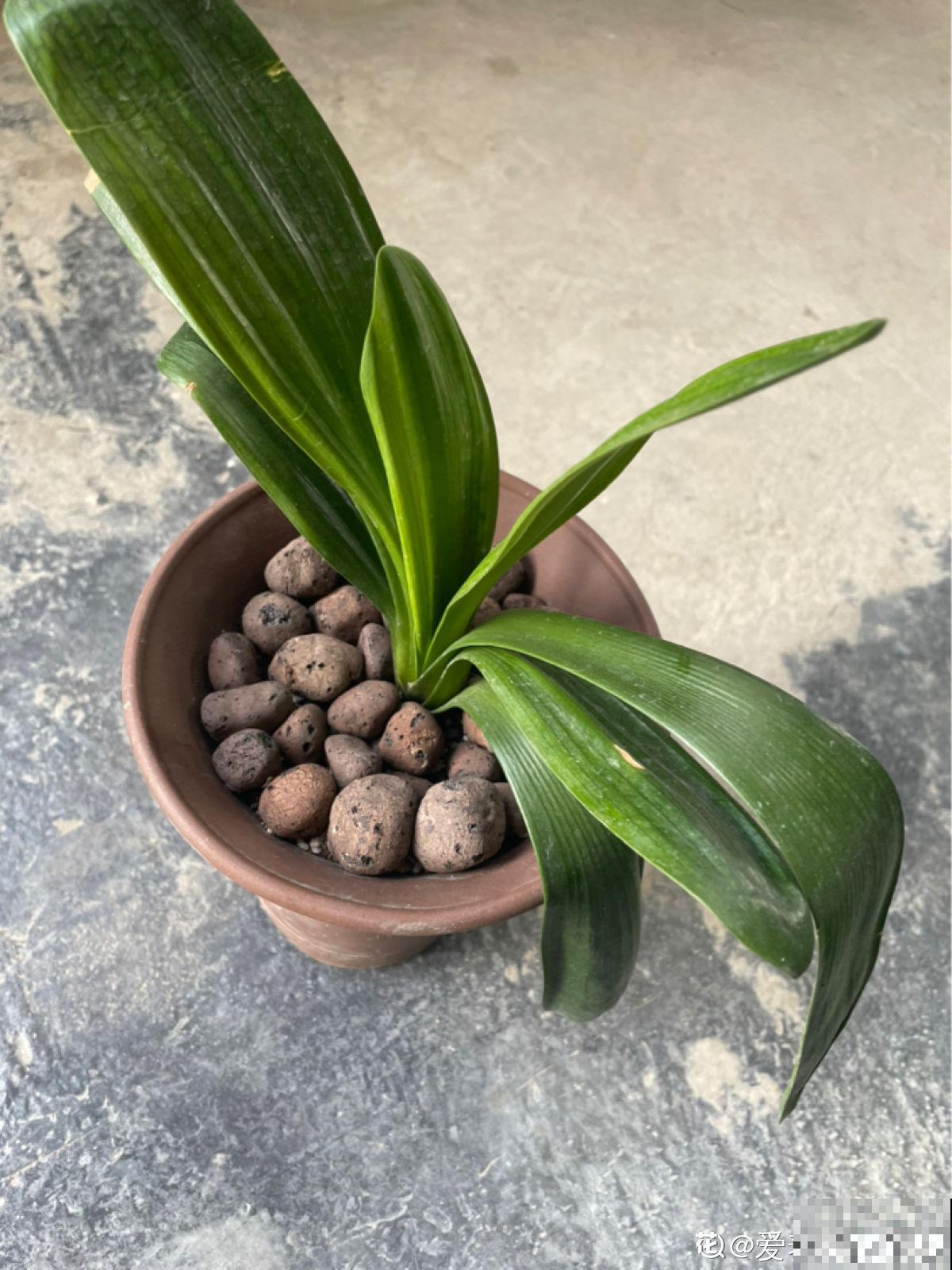 夏天少管君子兰！养护太周到，难怪挺不过夏天